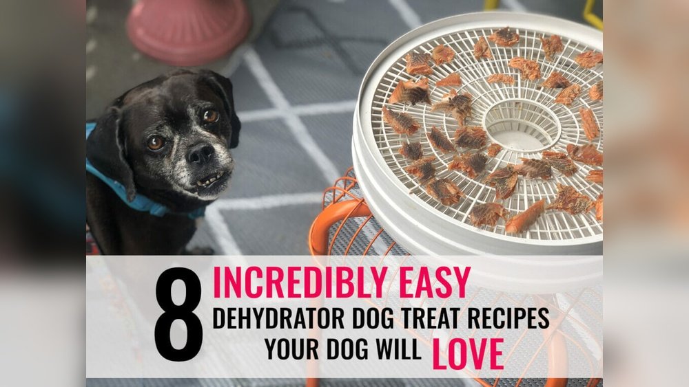 Can I Use a Food Dehydrator to Make Dog Treats? Easy & Safe Tips Can I Use a Food Dehydrator to Make Dog Treats?